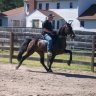 Walkin Horse